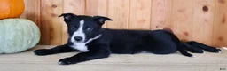 Mixed Breed dogs for sale: Bruno - Ad 2