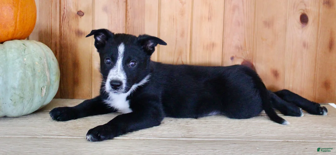 Mixed Breed dogs for sale: Bruno - Ad 2