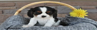 Zoey