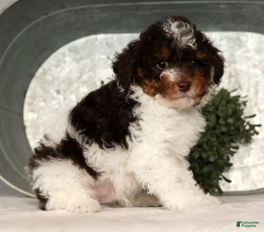 Toy Poodle dogs for sale: Max - Ad 5