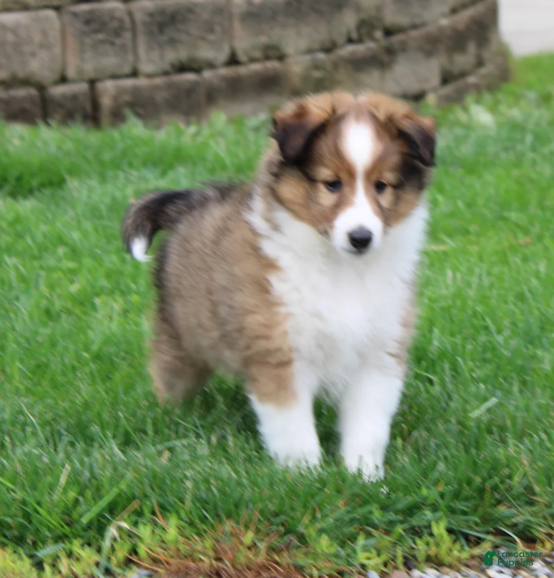 Shetland Sheepdog dogs for sale: Brice Shetland Sheepdog Puppy  - Ad 2