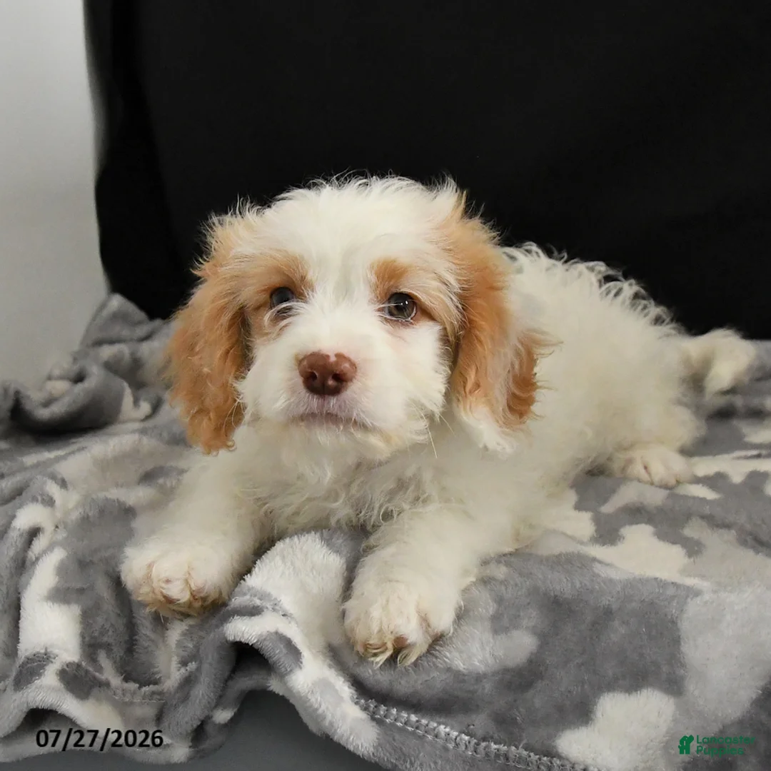 Cavapoo dogs for sale: Natalie - Ad 2