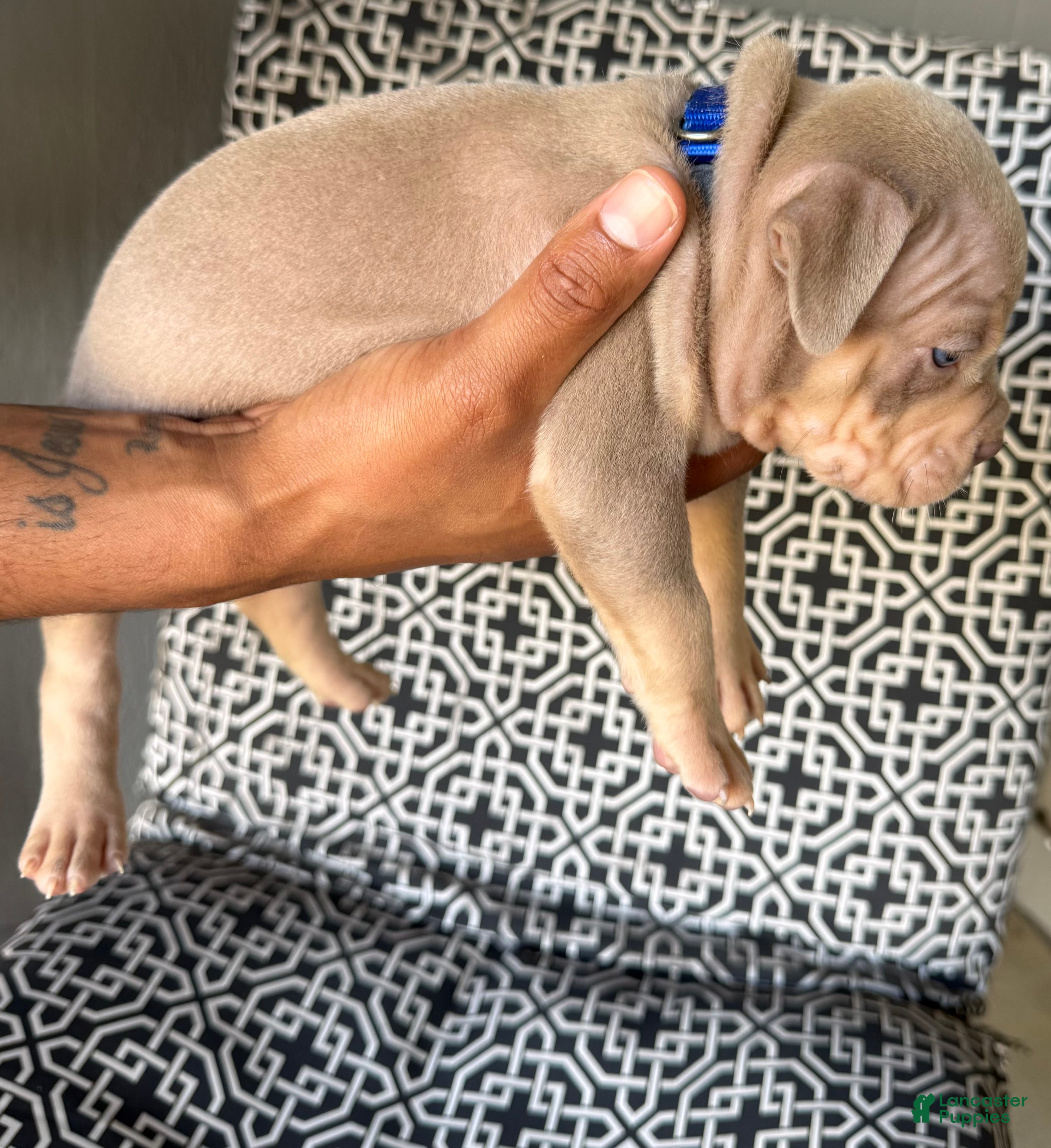 American Bully dogs for sale: American Bully 9 - Ad 37