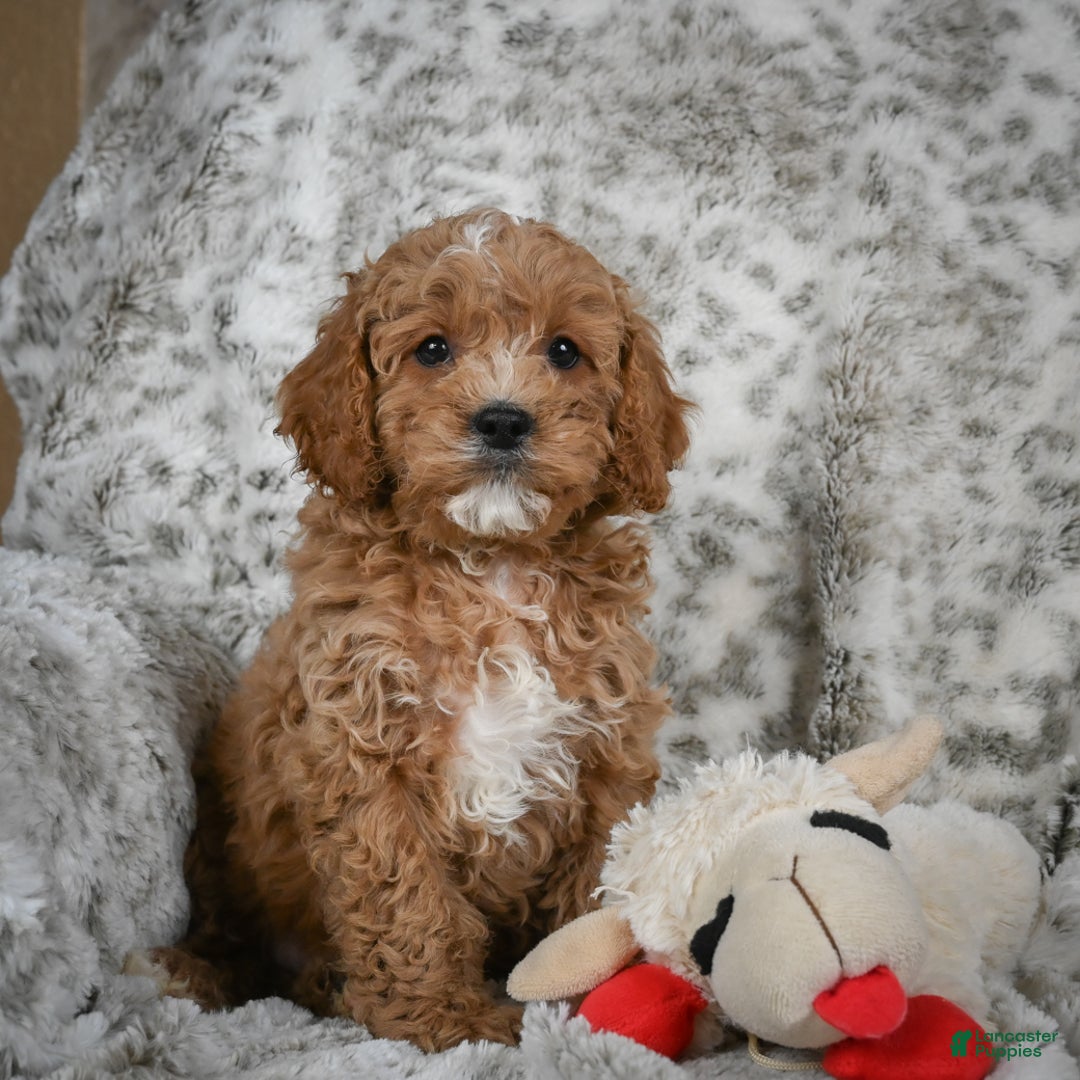 Cavapoo dogs for sale: Sabina - Ad 9