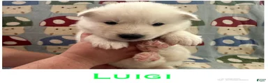 Luigi