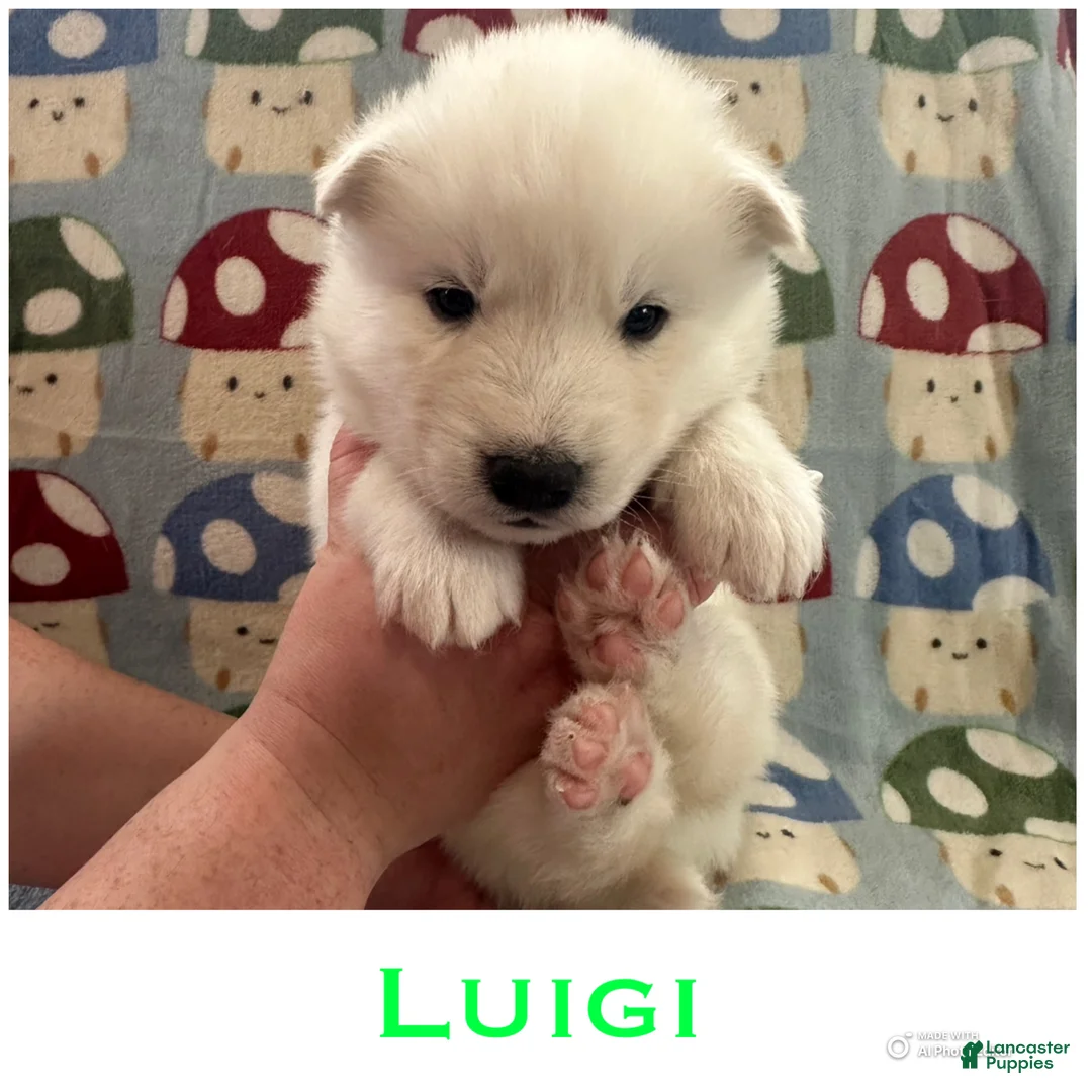 Siberian Husky dogs for sale: Luigi - Ad 1