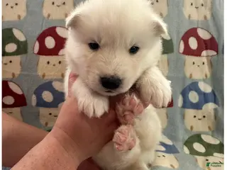 Siberian Husky dogs Luigi - Ad 32