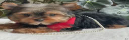 Yorkshire Terrier dogs for sale: Fido - Ad 5
