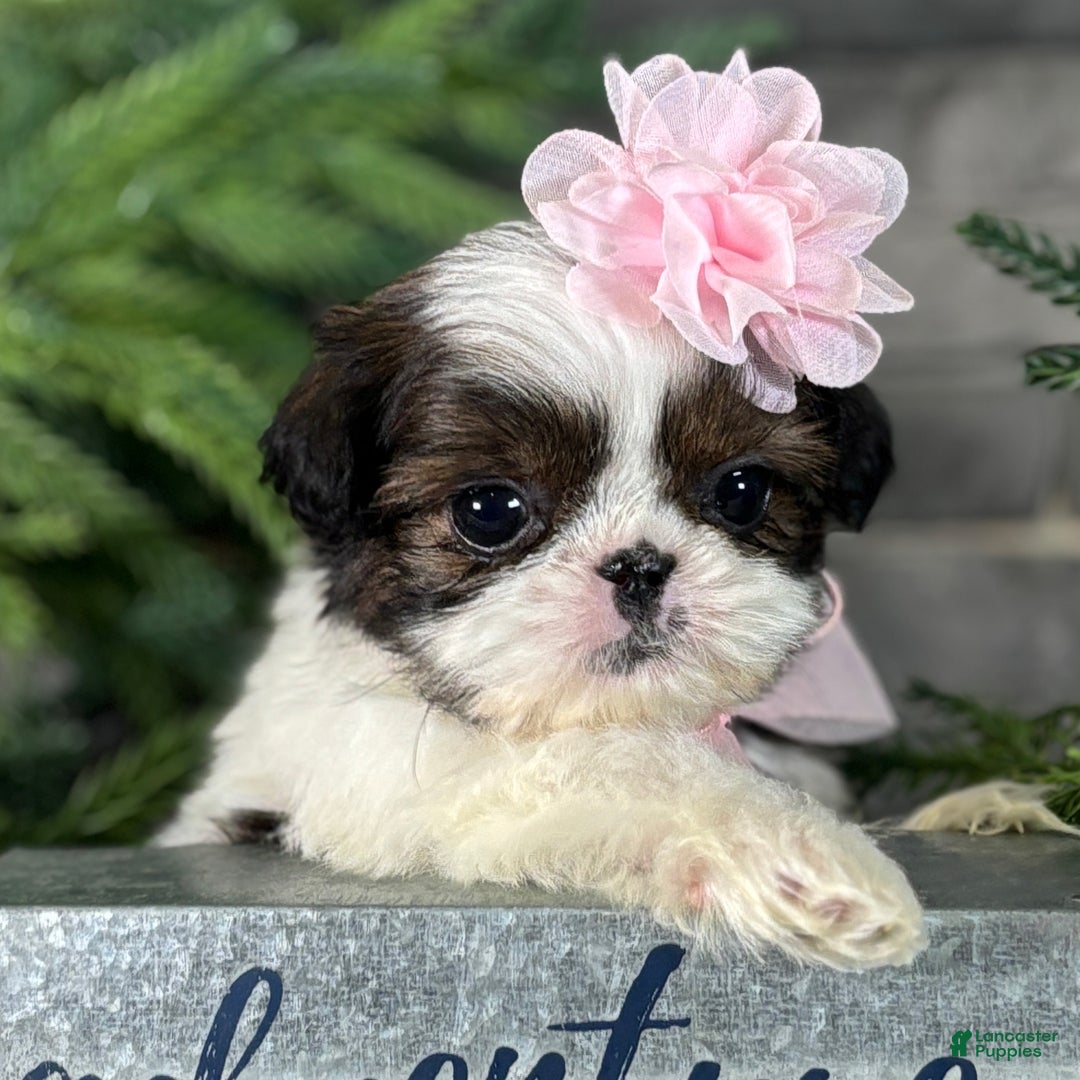 Shih Tzu dogs for sale: Cheer - Ad 4
