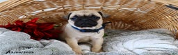 Pug dogs for sale: Molly - Ad 6