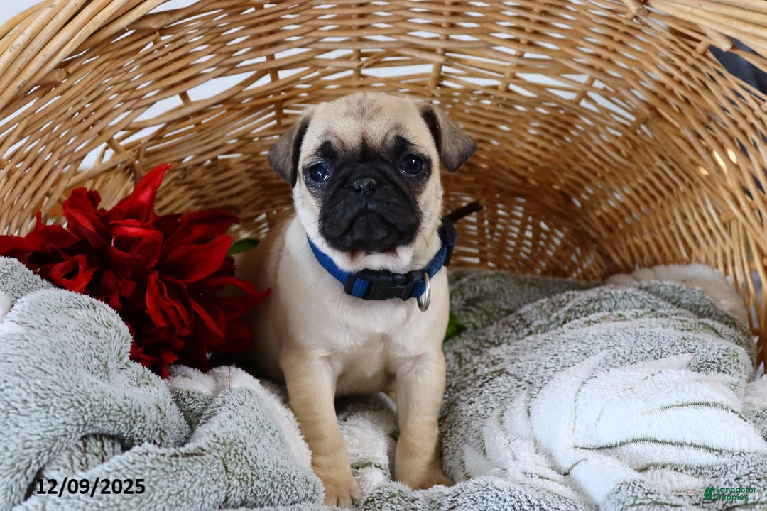 Pug dogs for sale: Molly - Ad 6