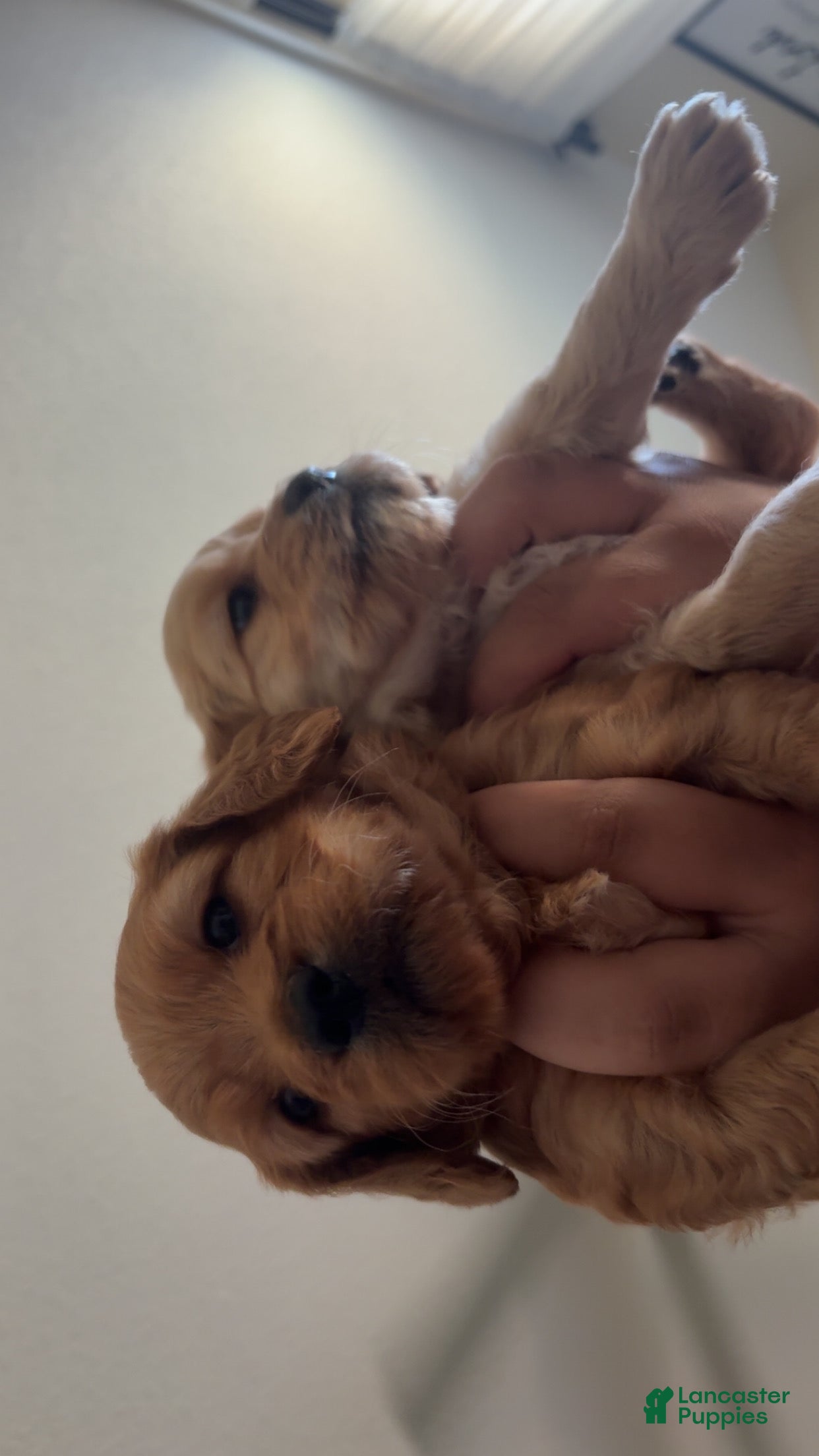 Mini Goldendoodle dogs Romona  - Ad 21