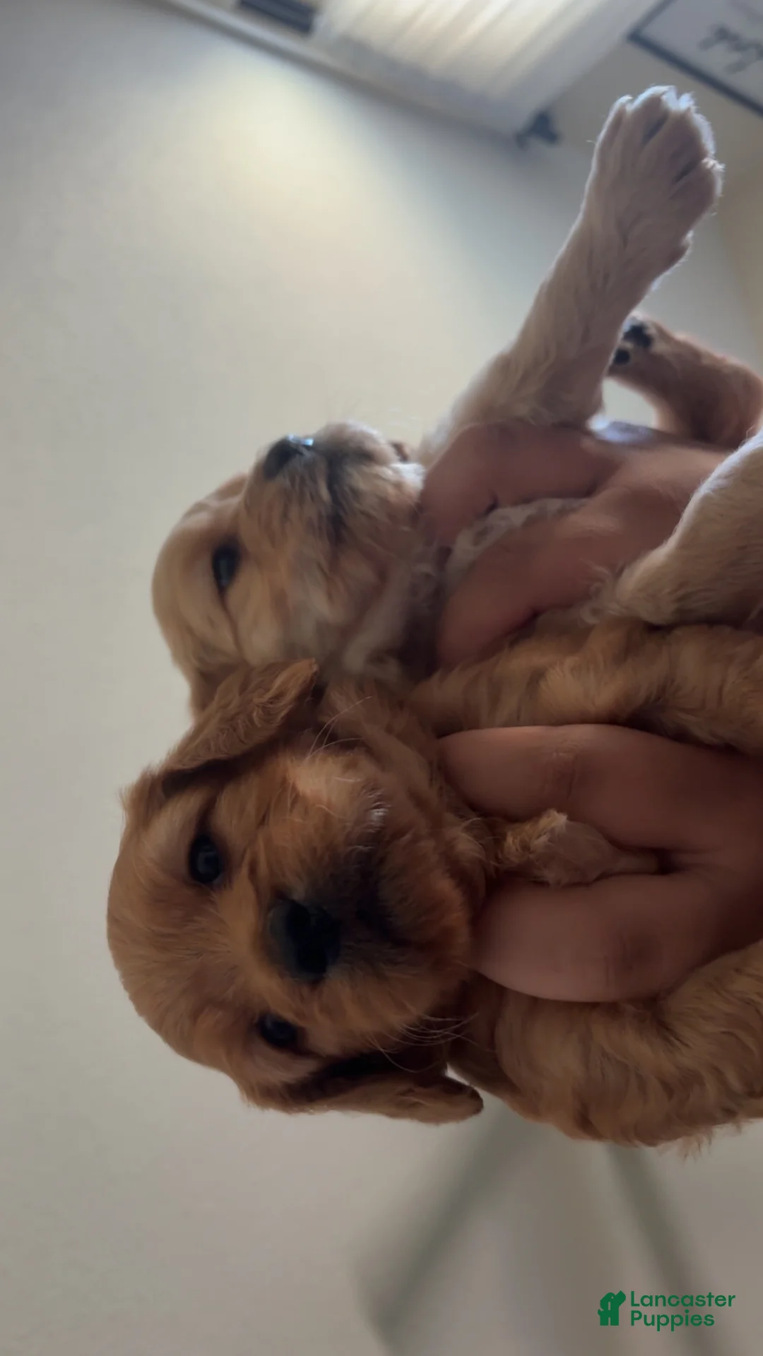 Mini Goldendoodle dogs for sale: Romona  - Ad 1