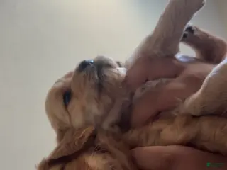 Mini Goldendoodle dogs Romona - Ad 21