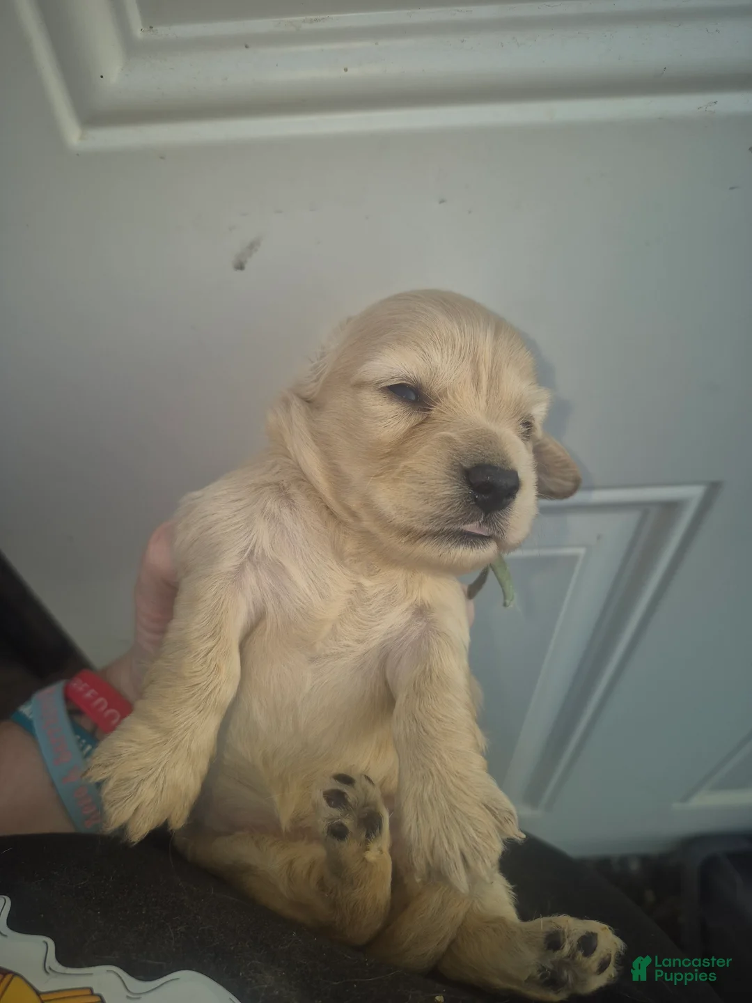 Miniature Dachshund dogs for sale: ee cream girl teal collar - Ad 2