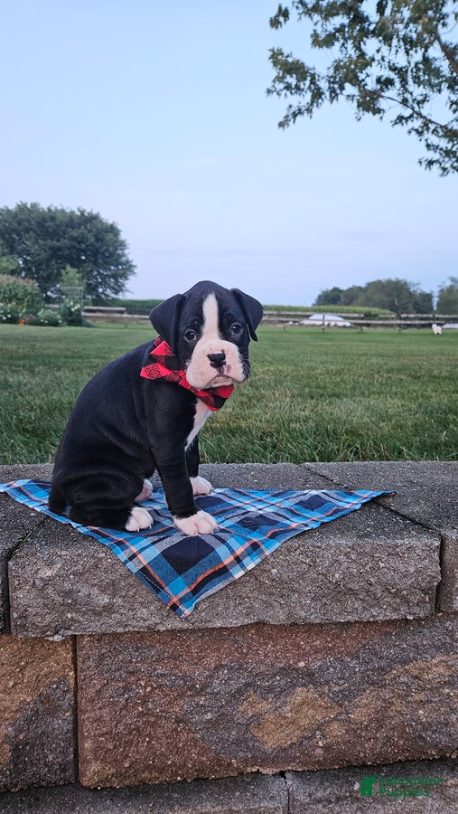 Boxer dogs Aundre - Ad 2