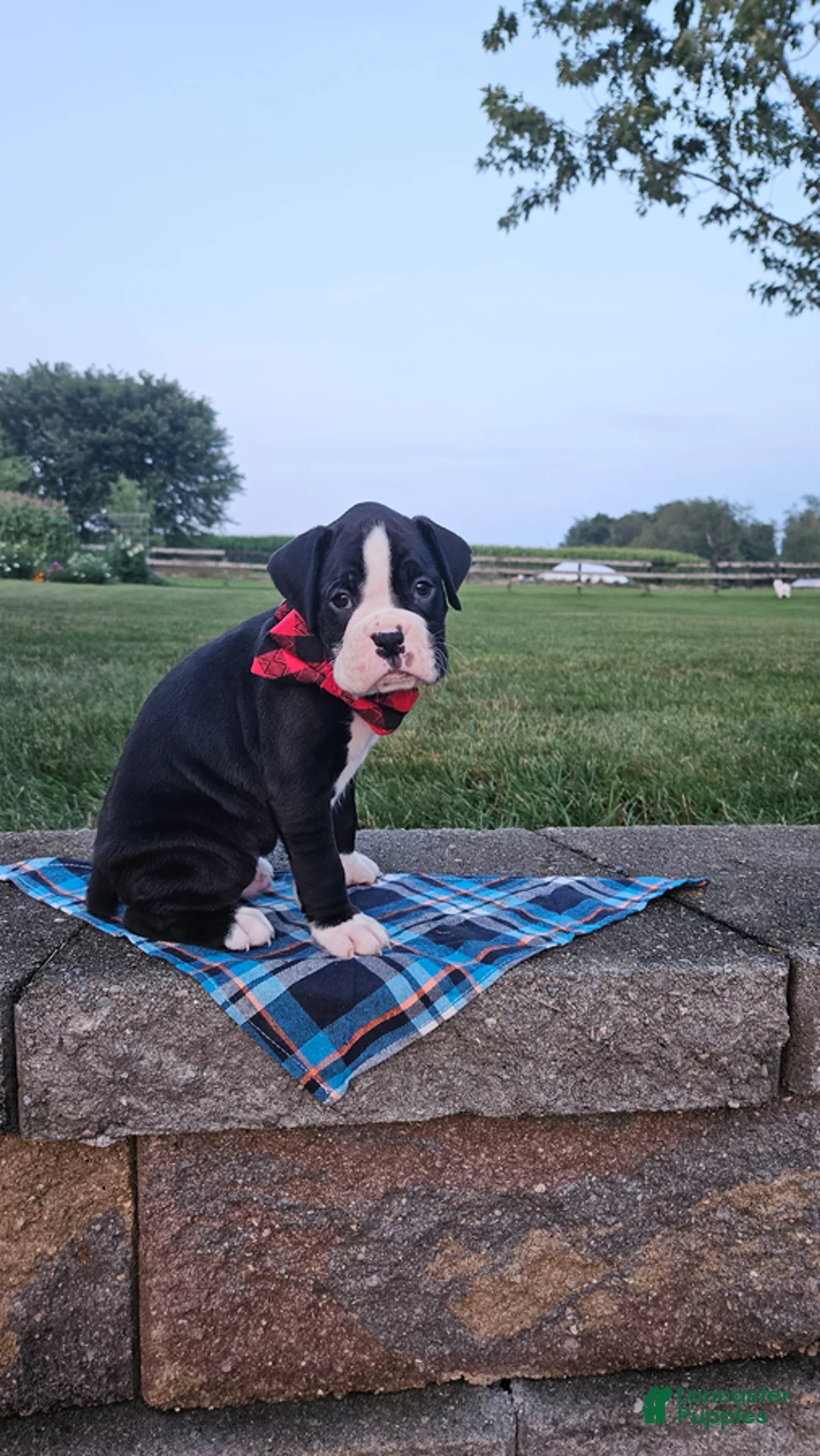 Boxer dogs for sale: Aundre - Ad 2