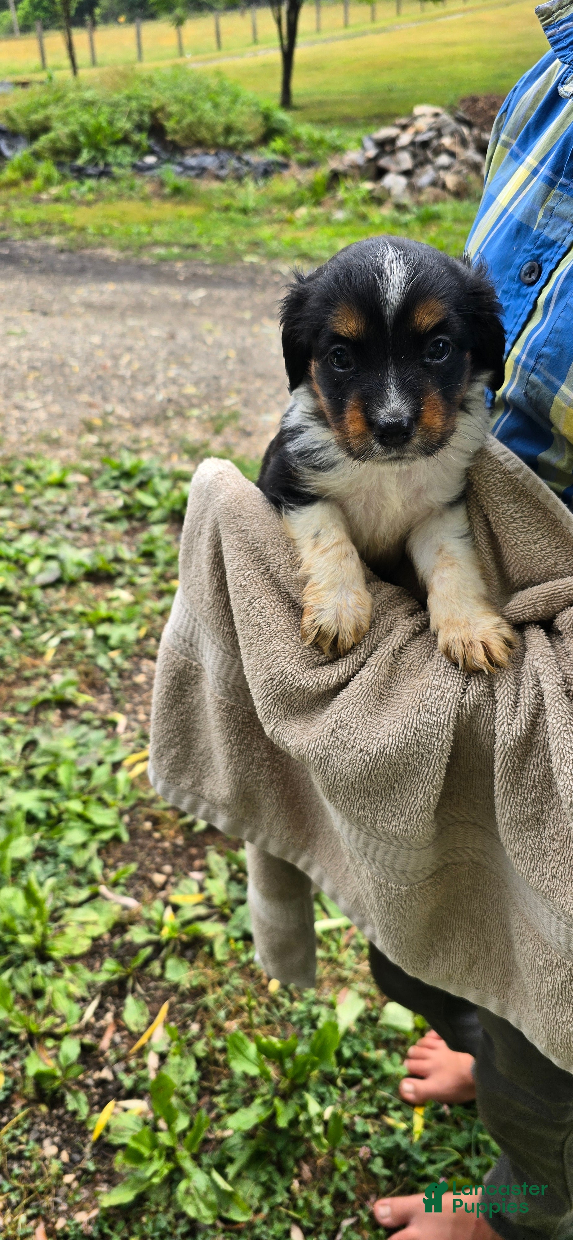 Mixed Breed dogs Pepper - Ad 2