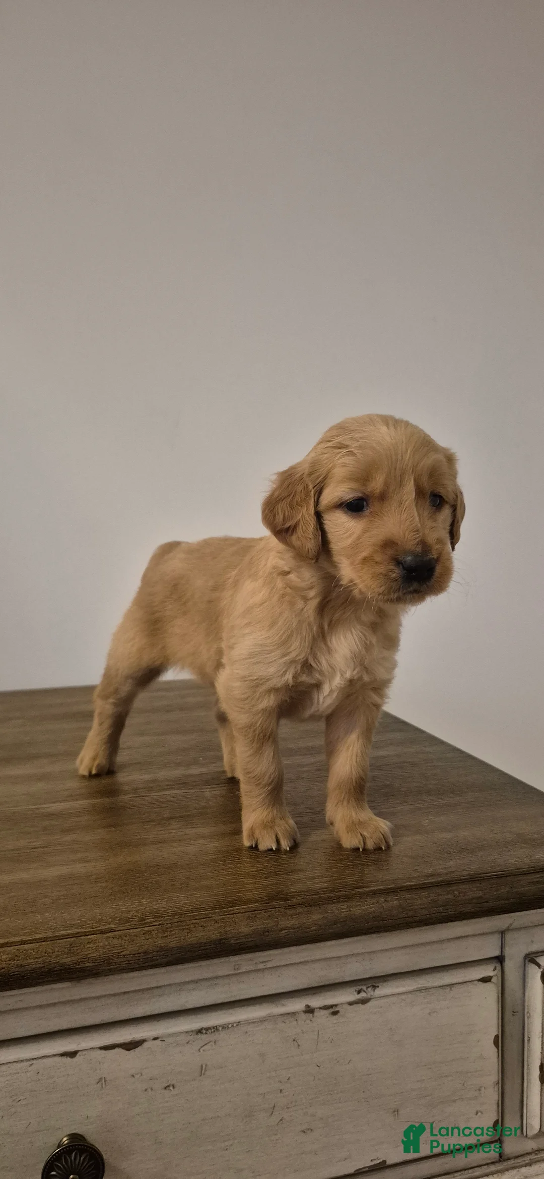 Golden Retriever dogs for sale: Honey - Ad 2