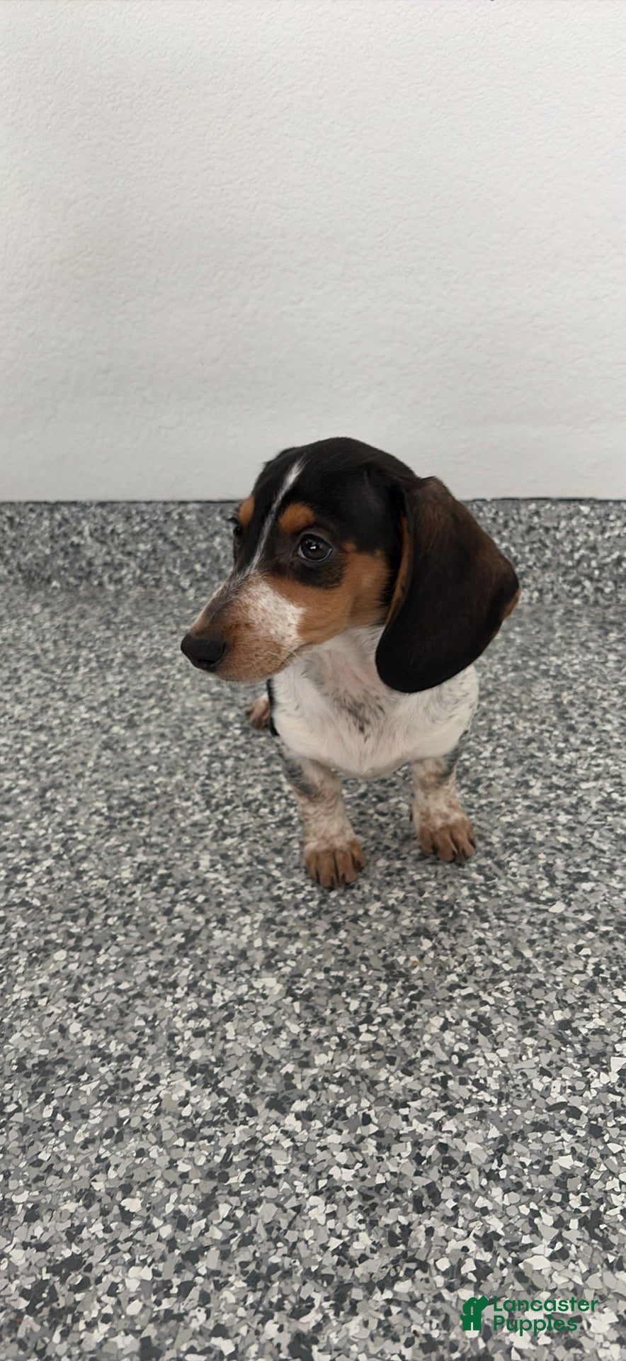 Dachshund dogs Daisy - Ad 1