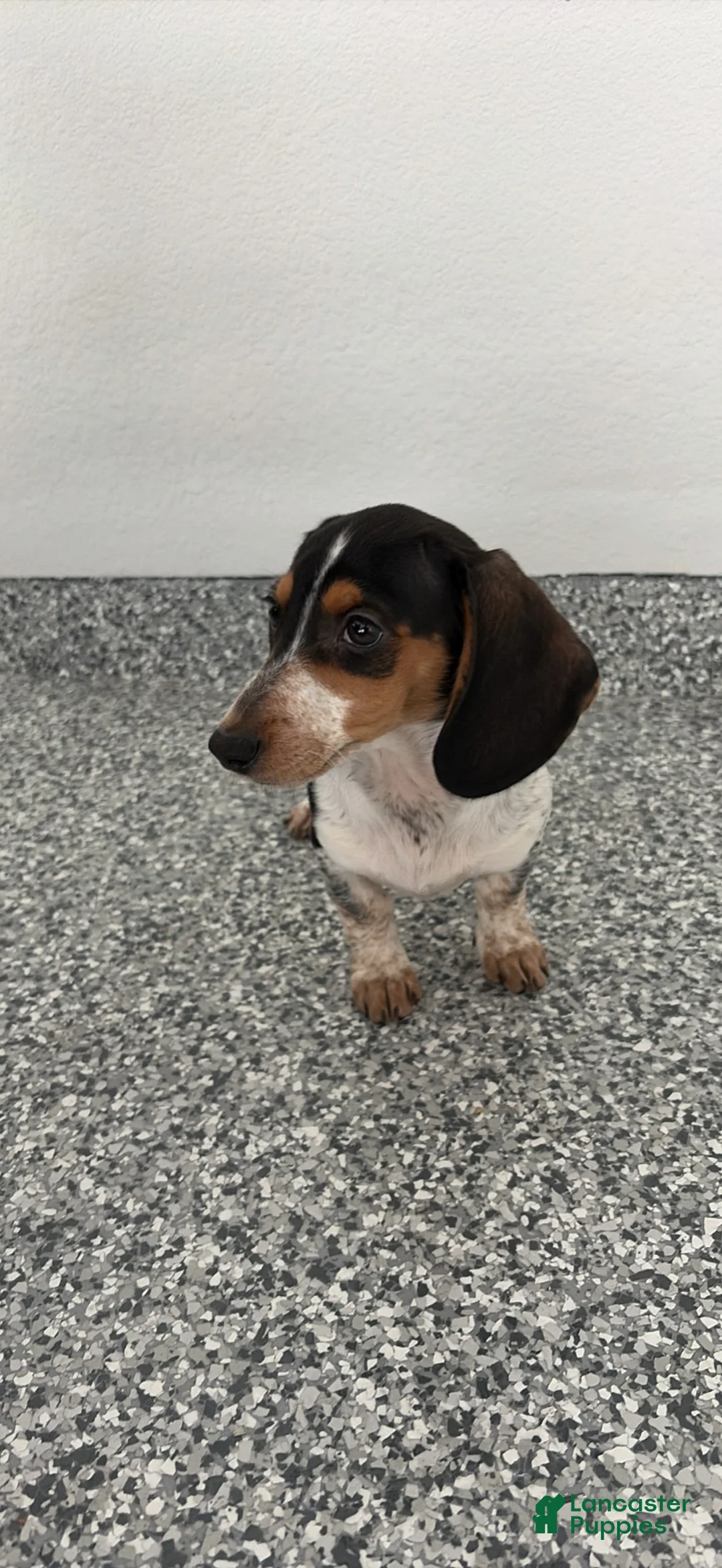 Dachshund dogs for sale: Daisy - Ad 1
