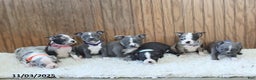 Boston Terrier dogs for sale: Penny - Ad 2