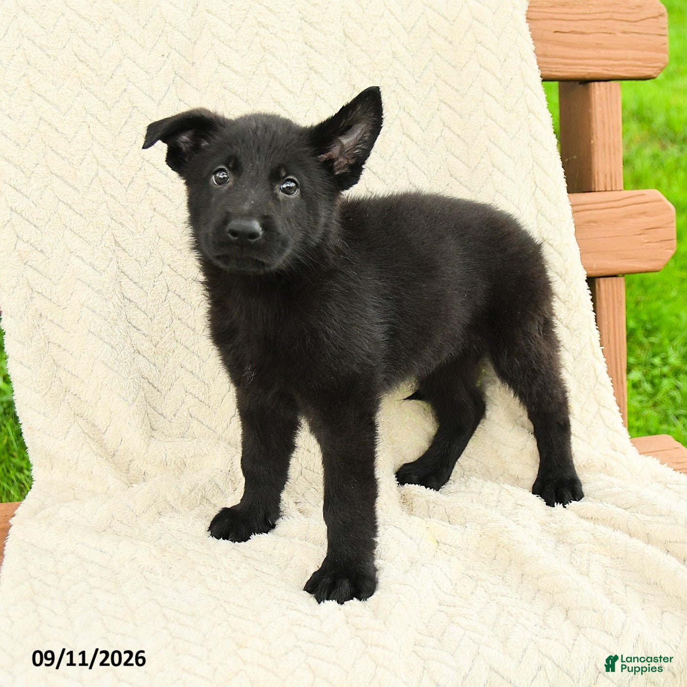 German Shepherd dogs Baker - Ad 1