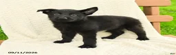 German Shepherd dogs for sale: Baker - Ad 1