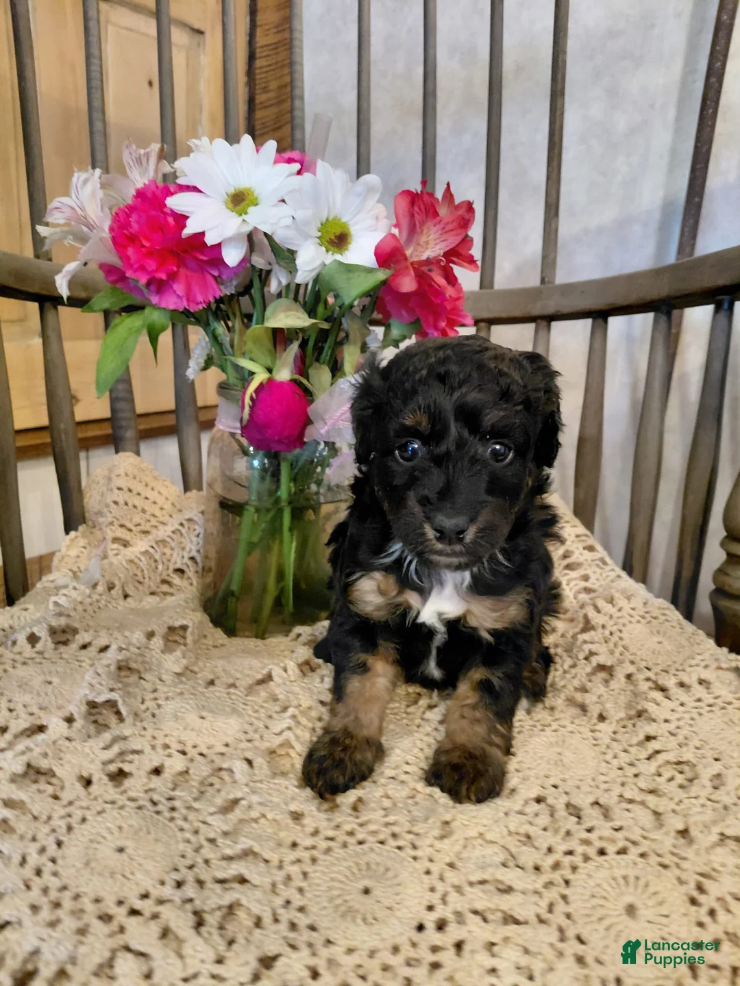 Mini Aussiedoodle dogs for sale: Willow - Ad 1