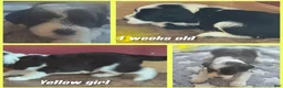 Sheepadoodle dogs for sale: Iris- yellow collar  - Ad 3