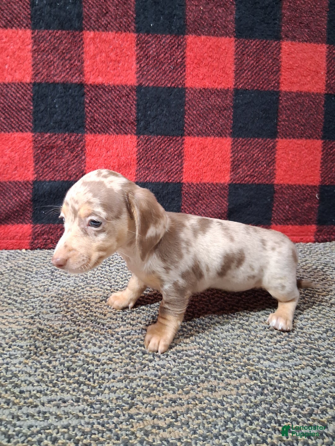 Miniature Dachshund dogs for sale: Noelle - Ad 5