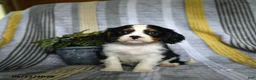 Cavalier King Charles Spaniel dogs for sale: Jack  - Ad 5