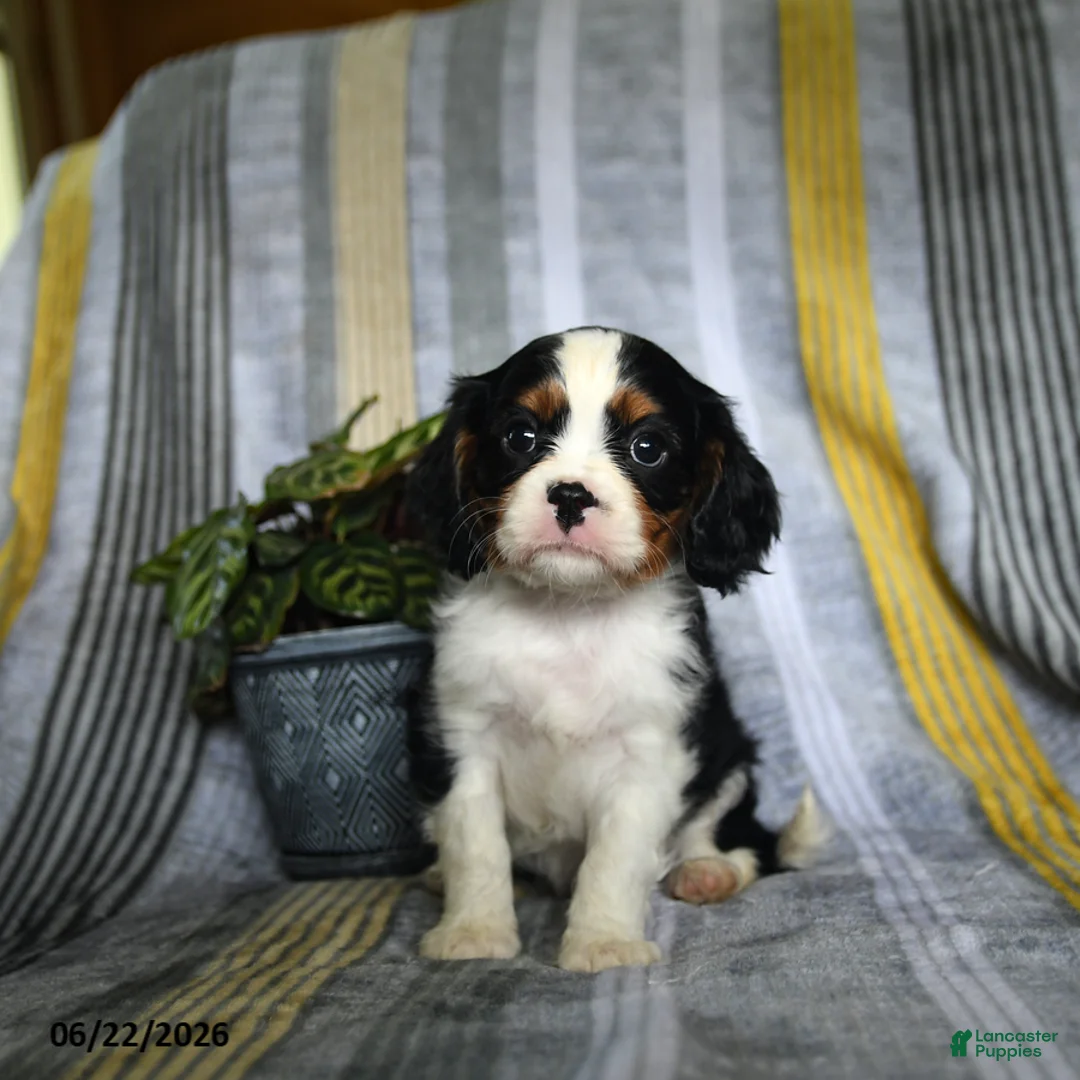 Cavalier King Charles Spaniel dogs for sale: Jack  - Ad 5