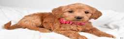Mini Goldendoodle dogs for sale: Briella - Ad 4