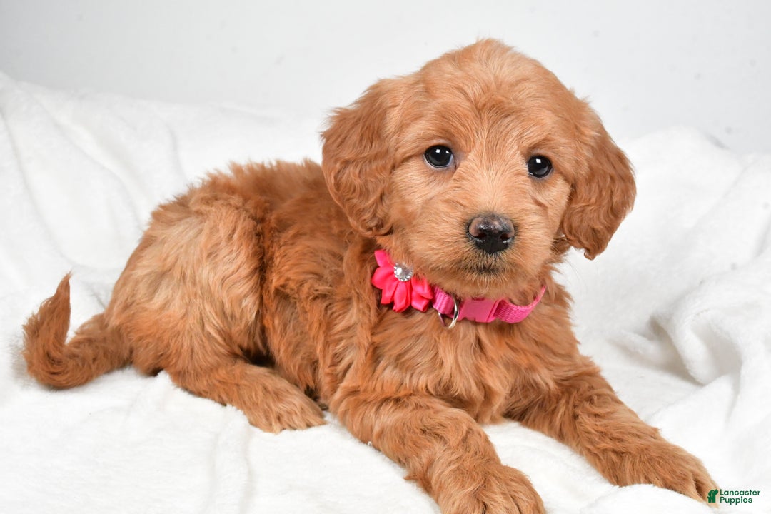 Mini Goldendoodle dogs for sale: Briella - Ad 4