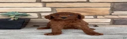 Mini Goldendoodle dogs for sale: Samson - Ad 2