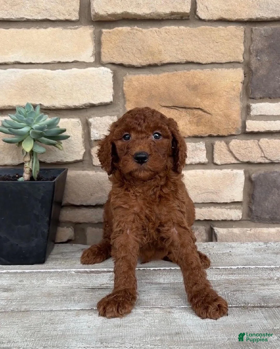 Mini Goldendoodle dogs for sale: Samson - Ad 2