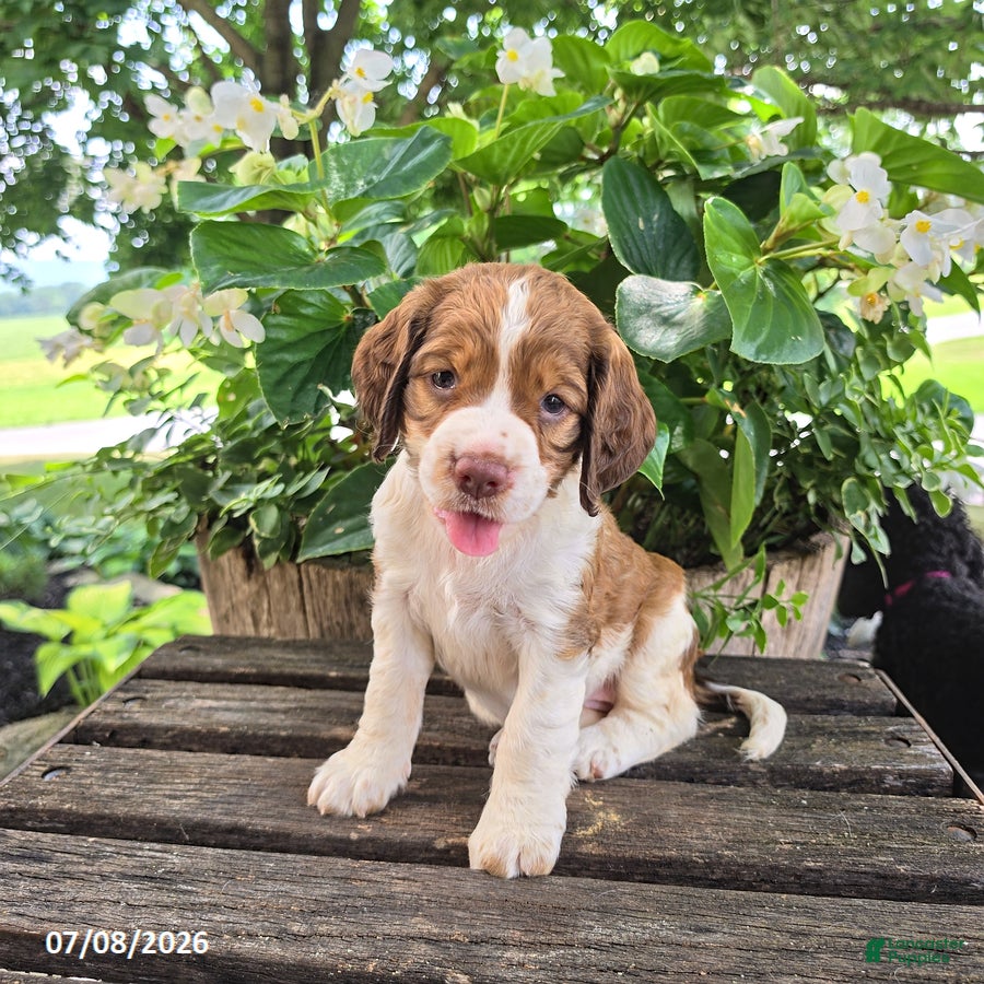 English Springer Spaniel dogs Hazel - Ad 1