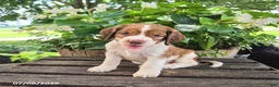 English Springer Spaniel dogs for sale: Hazel - Ad 1