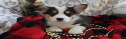 Welsh Corgi Pembroke dogs for sale: Jingles - Ad 3