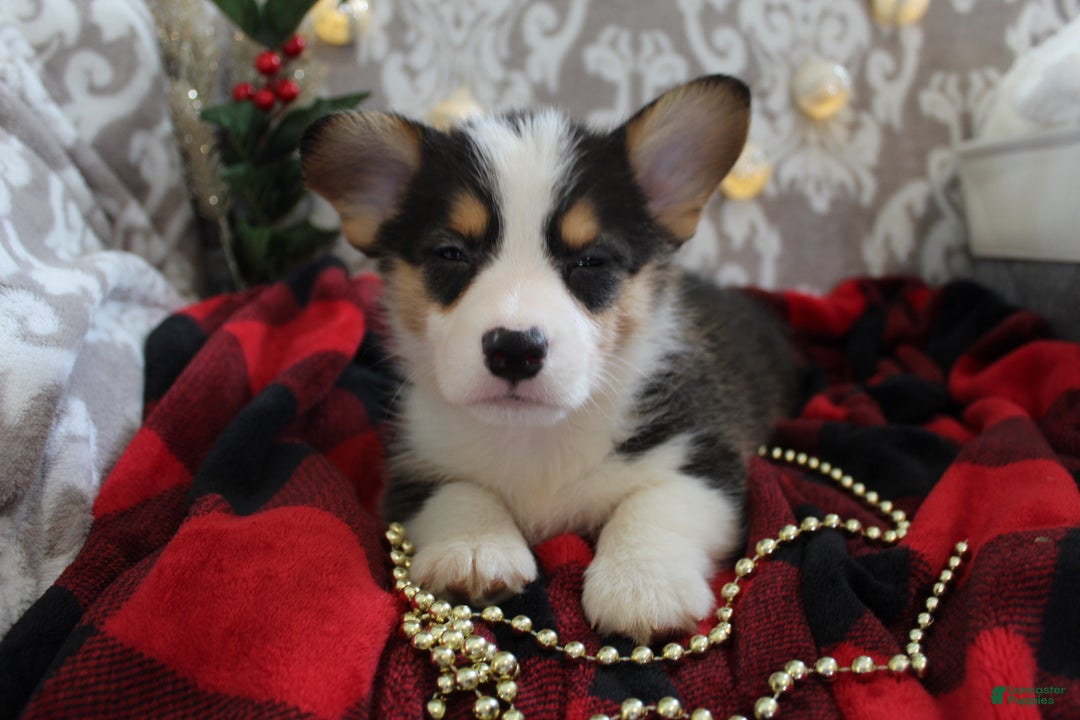 Welsh Corgi Pembroke dogs for sale: Jingles - Ad 3