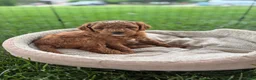 Mini Goldendoodle dogs for sale: Mini Goldendoodle “Theo” - Ad 3