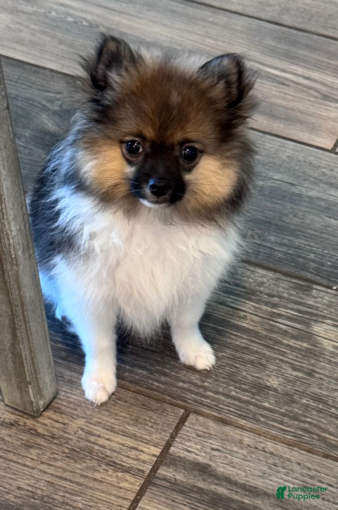 Pomeranian dogs for sale: Mons - Ad 1
