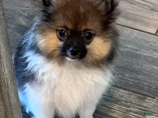 Pomeranian dogs for sale: Mons - Ad 1