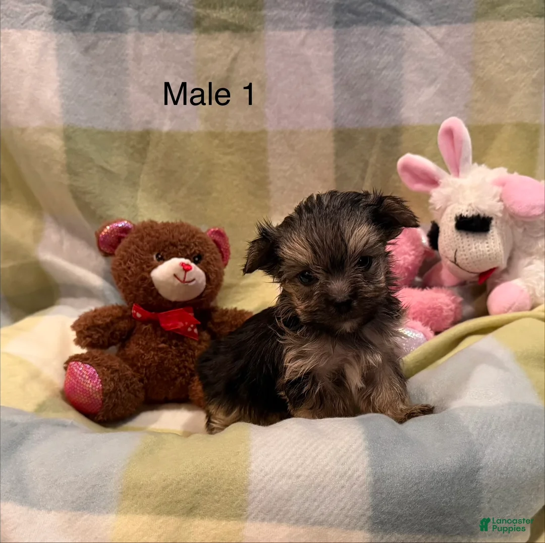 Morkie dogs for sale: Morkie Moe - Ad 3
