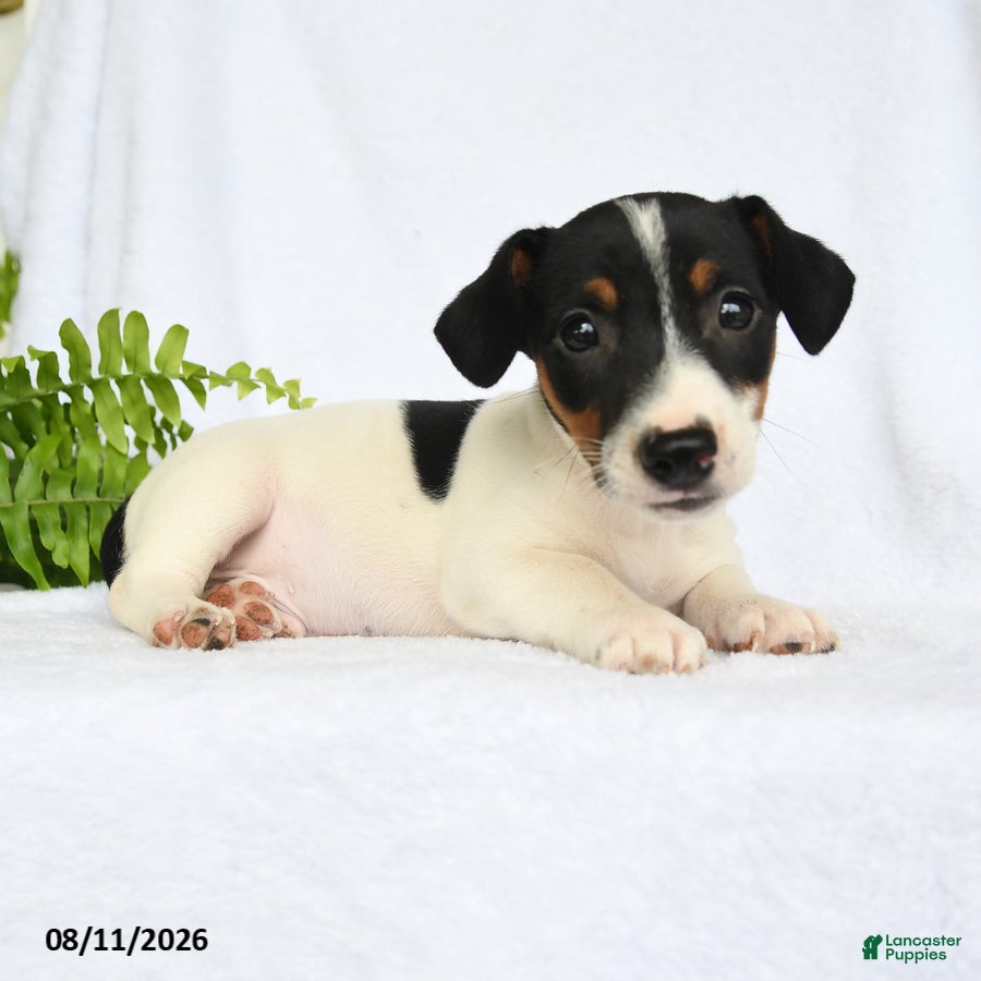 Jack Russell Terrier dogs Franklin - Ad 2