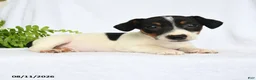 Jack Russell Terrier dogs for sale: Franklin - Ad 2