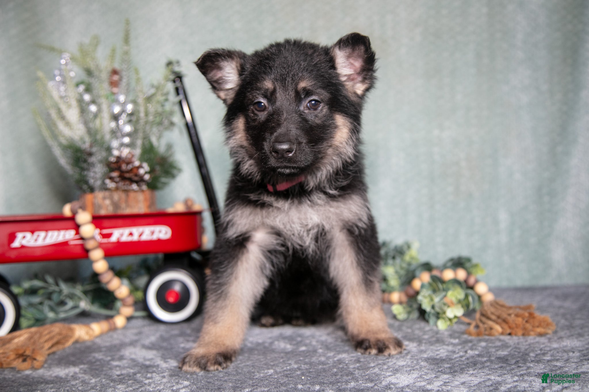 German Shepherd dogs Lauren - Ad 35