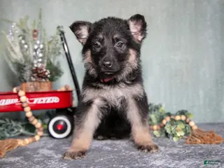German Shepherd dogs Lauren - Ad 39