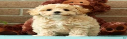 Maltipoo dogs for sale: Max - Ad 7